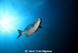 Open Ocean Mauritius Canon 7d by Jean-Yves Bignoux 